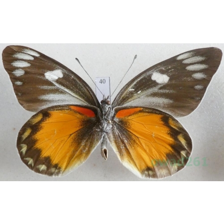 Delias zebuda Hewitson, 1862 male reverse Indonesia, Sulawesi40